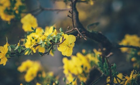 Sumardagurinn fyrsti